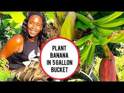 How To Grow Your OWN Bananas at Home in a 5 Gallon Bucket!