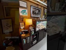 The ultimate office 👌🏼 reptile room