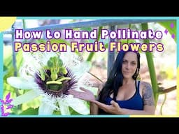 How to Hand Pollinate Passion Fruit Flowers & Self Fertile vs. Cross Pollinating Varieties