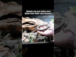 Noodles Get Their New Home!  #snakes #gartersnake #reptiles