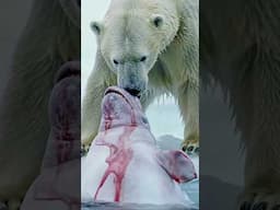 Realistic Polar Bear Hunt | Arctic Survival