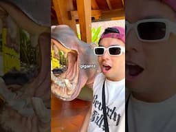 Encontramos Animales Gigantes con mis Hermanos