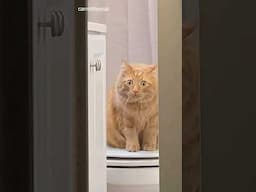 Orange Cats with a demon gen #shortvideos #orangecat #funny