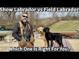 English vs Field Labrador Retriever | Which One Is Right For You? Episode 2