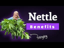 Medicinal & Nutritional Benefits of Stinging Nettle