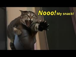 These Cats Can Speak English Better Than Hooman 🙀