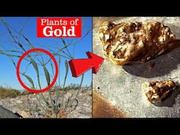 Plants that Grow by GOLD Deposits - Geobotanical Prospecting