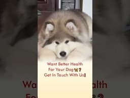 Want Better Health For Your Dog 🦮❓ Get In Touch With Us❗️