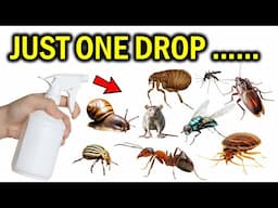 Just ONE Drop and Rodents, Snails, Ants, Mosquitoes, Cats Will Disappear Instantly!