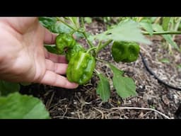 2025 Super Hot Grow Series Ep06 - Propagating and Grafting Peppers