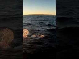 big shark steals my fish ! #shark #fishing #mackerel