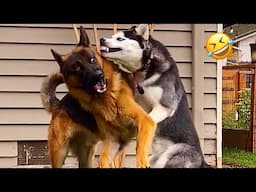 Funniest Drama Queen Moments | Get a Husky, They Said… Huskies are the Queens of All Drama😂