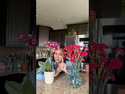 So you just got an orchid? #orchidcare #orchidplant