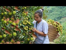 The lychee season has come, Ly Thi Di is determined to go harvest.