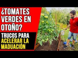 ¡No los tires! TRUCOS para MADURAR tomates VERDES en pleno Invierno 🍅❄️