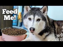 My Dogs Dinner Routine (Spring Edition!) | A Day in Our Dogs' Life