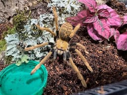 Encyocratella olivacea, Tanzanian Black and Gold Baboon  rehouse and care