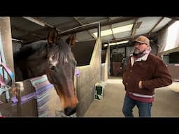 Race horse is Struggling.. What Can I do to help?