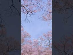 高遠城址公園の桜 Japan Sakura - Takato Castle Ruins Park Cherry Blossoms 日本三大桜の名所の風景