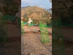 Poultry farm with Orchard