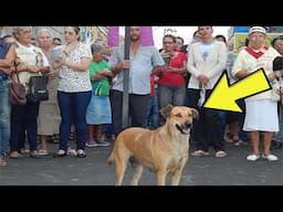 Why Did A Stray Dog Join This Priest On the Altar During Mass