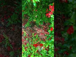 Pomegranate flower blooms #shorts #garden #growyourownfruit