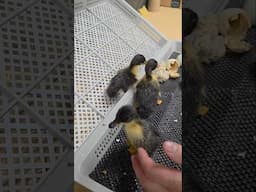 Hatching Baby Ducks | Nichols County