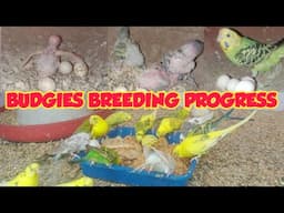 Budgies Parrots Breeding Progress || Hindi/Urdu ||