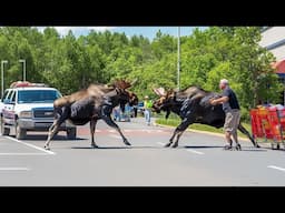 Amazing Animal Moments that You Should NOT Avoid Watching for 54 Minutes !