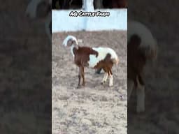 Naughty Sheep having fun with Roaster | Dumbay or Murghay ki Mastian at AQ Cattle Farm