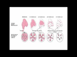 The mediastinum