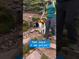 Tired dog 🤝 harness with a handle 👜