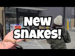 Snake Unboxing!! 🐍 2 new babies to share with you 🖤 Dumeril's Boa & Western Hognose
