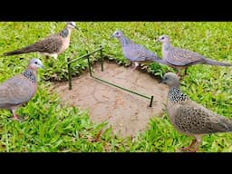 How to make Vary simple bird trap #nature #birds #trap #live #shorts