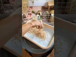 Cleaning 2,000 poops 💩