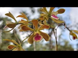 FLORIDA NATIVE ORCHIDS HUNT IN THE GREAT COMPANY. ENCYCLIA TAMPENSIS June 11, 2025