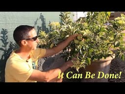 Fruit Trees in Pots in AZ? + Q&A  | The Desert Farmer Podcast -  Episode 57
