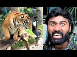Tiger attack kar deta aaj toh