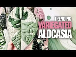 MONEY-MAKING & TRENDING Variegated Alocasia in 2025!