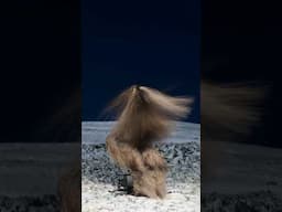 What kind of aspiration would a machine have of nature? TROIKA now on view at the SCHIRN!