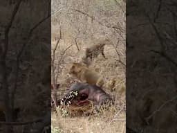 Lions Ambushed by Hyenas in Dramatic Battle Over a Kill!