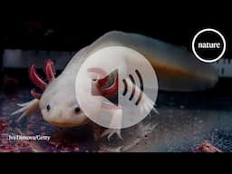 This stretchy neural implant grows with an axolotl's brain