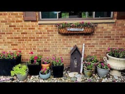 Planting Impatiens by the Front Porch ~ Shady Annual for Cheer! 🌺😃🌺
