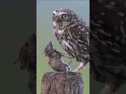Silent Wings, Deadly Strike – Owl Hunts Mouse 🦉⚡🐭