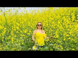 Beautiful Wild Yellow Mustard Flowers Blooms in California | Cali Que Em