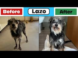 Lazo's Transformation: Before and After Rescue- Takis Shelter