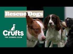Adorable Rescue Dogs Take on Agility!