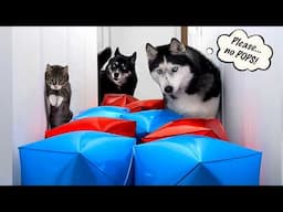 Kitten’s First Challenge... With Huskies as His Coaches!