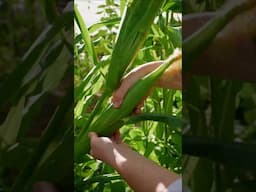 Harvest With Me From My 2000 Sq Ft Garden