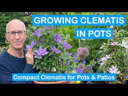 GROWING CLEMATIS IN POTS – How to Grow Dwarf & Compact Clematis / Pots & Patios / Small Gardens